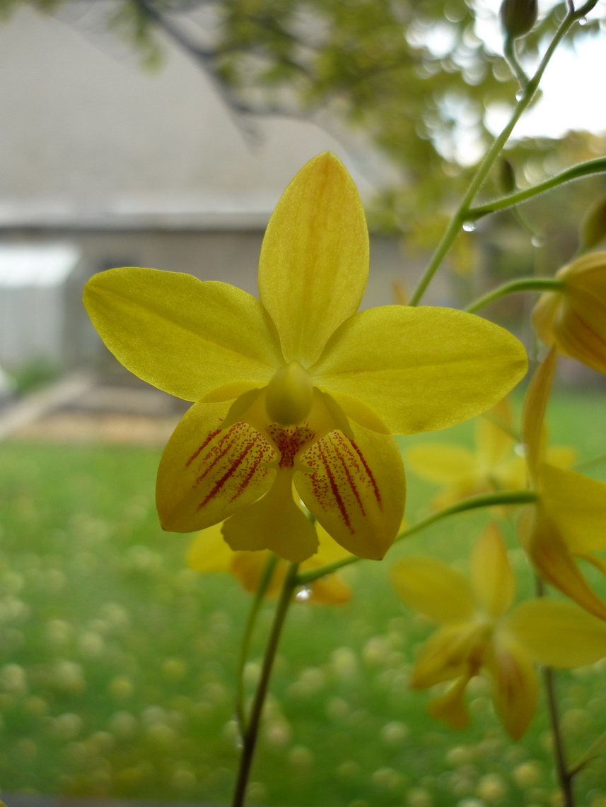 hlízdnatá orchidej.jpg
