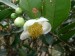 Čajovník Camellia sinensis